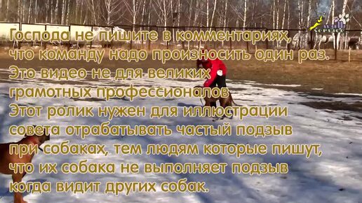 Как научить собаку выполнять команду ко мне при других собаках, окд, риджбек