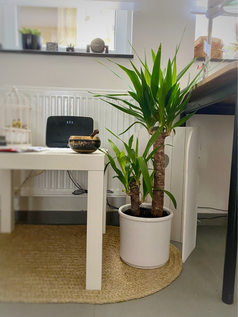 Юкка в нашем доме