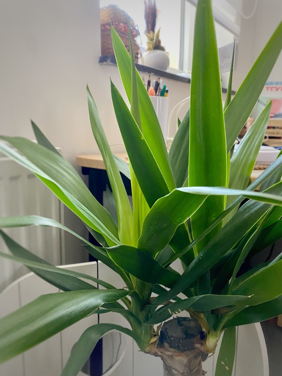 Юкка у нас стоит под окнами во внутренний дворик, где только вечером заглядывает солнышко.