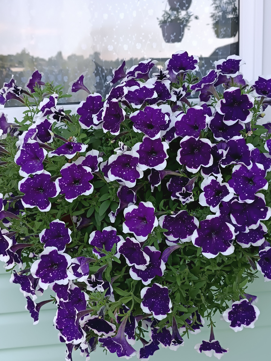 Петуния. Сезон 2024