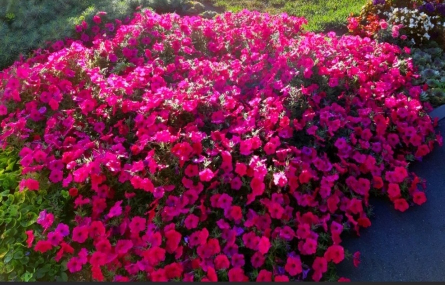 Тайдал Вэйв F1 Ред Велюр. Фото с одного из цветочных каналов. Очень надеюсь на такой результат в следующем сезоне