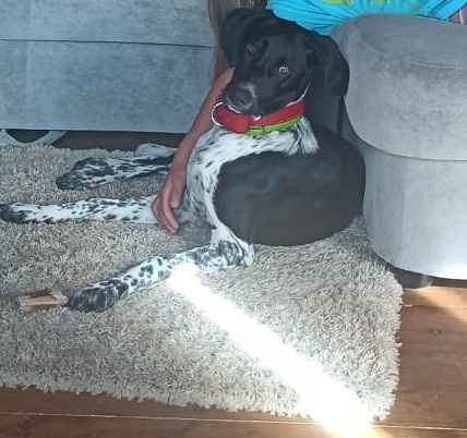 Совсем недавно получила это фото от хозяев этой счастливицы