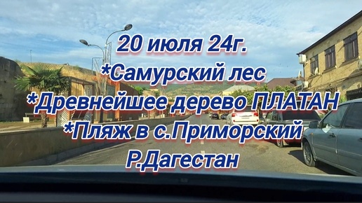 Куда поехать в Дагестане? Достопримечательности Дагестана/Самурский лес/Древнейшей дерево Платан/с.Приморский/Реальный отзыв, мнение и вывод