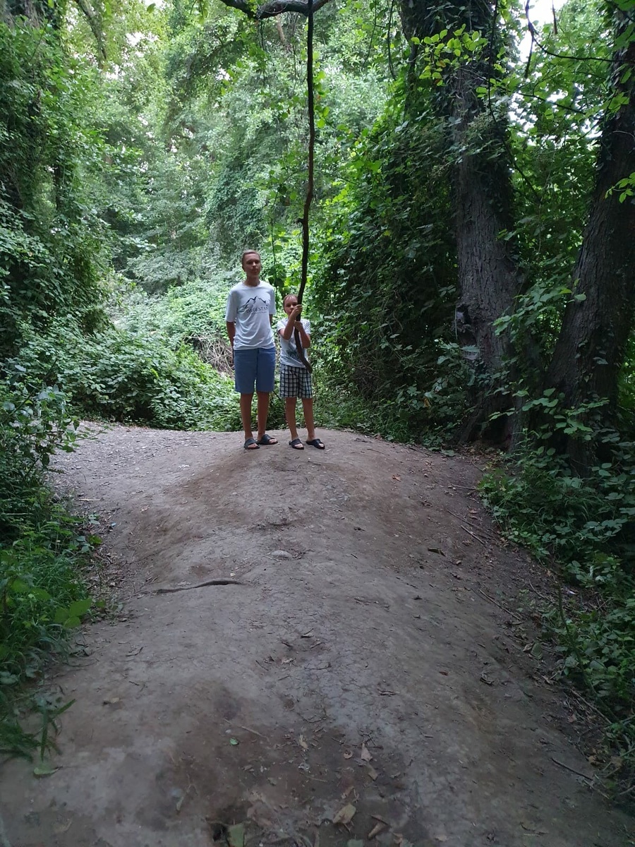 Лес, оплетённый лианами