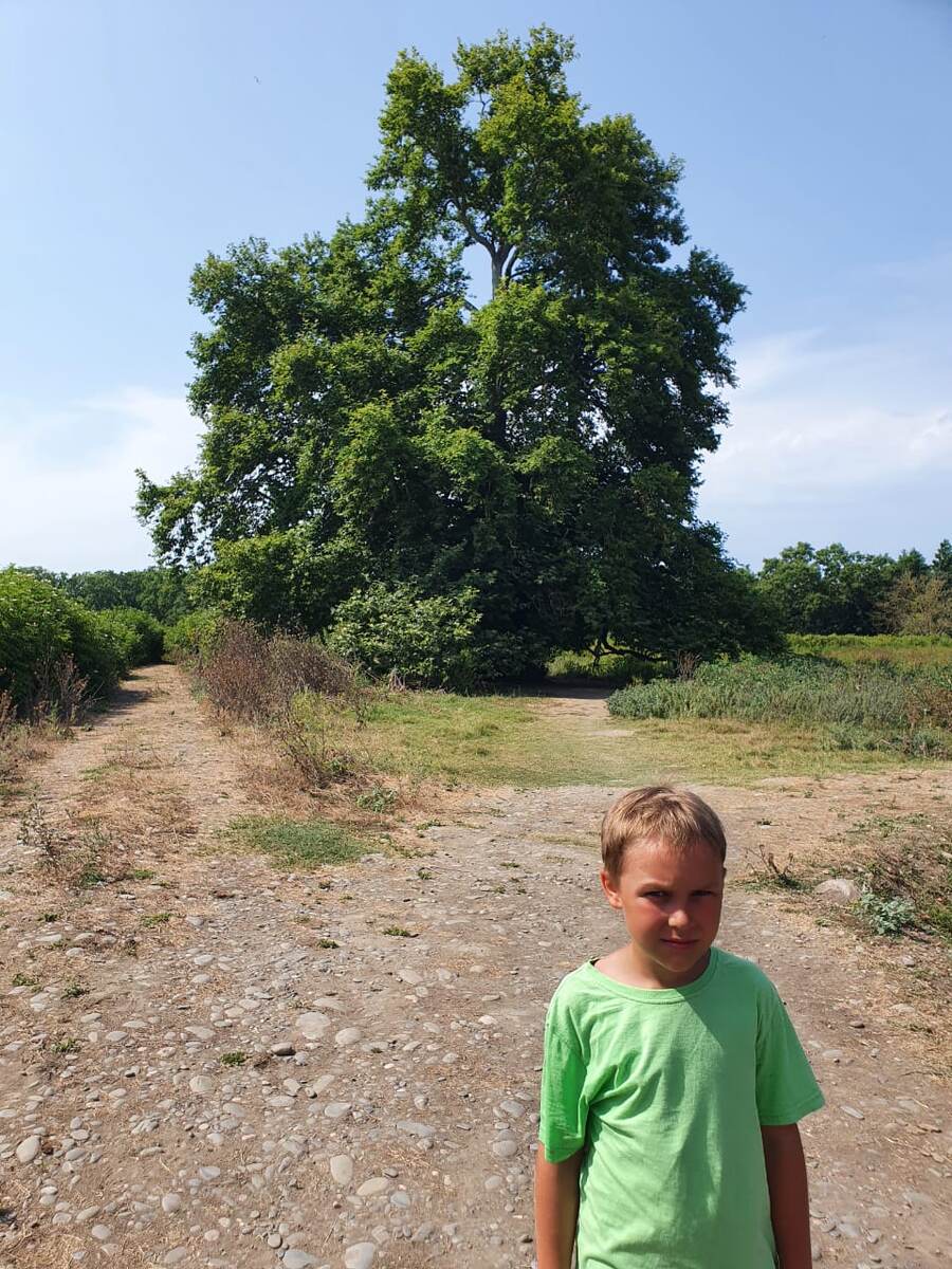 Платан из далека