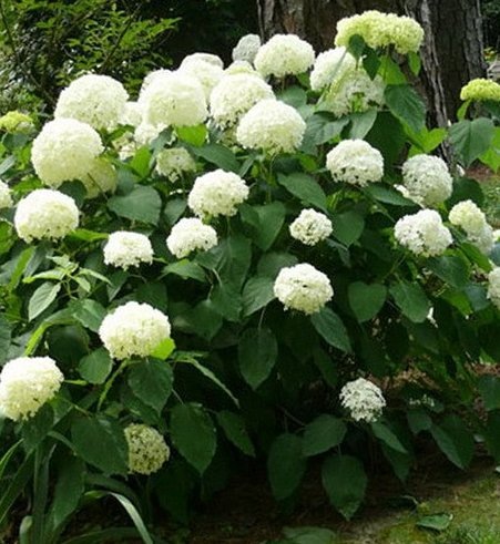 выращивание гортензии и уход