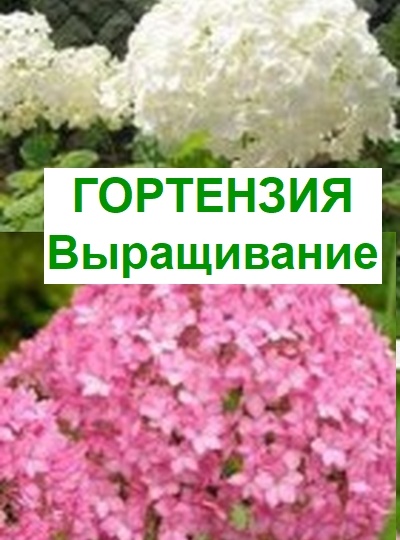 Эффективное выращивание гортензии, секреты