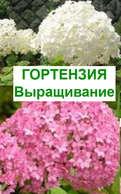 гортензия выращивание