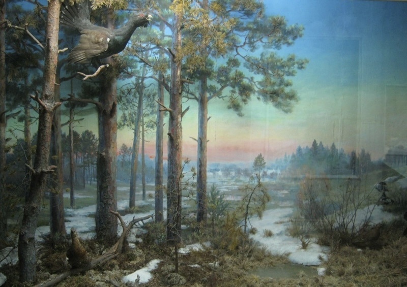 1. San Ant: Шарьинский краеведческий музей, костромские леса.