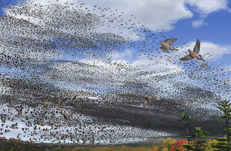 Одна из тысяч стай