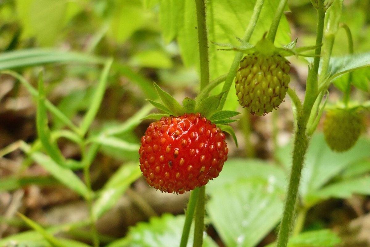     Почему у клубники семена снаружи
