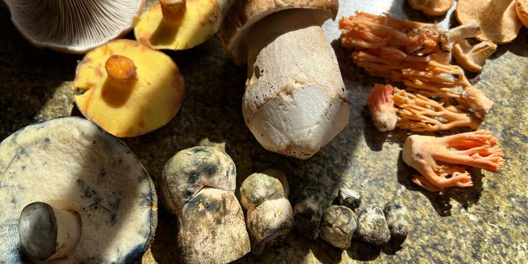 У меня чуть не отобрали грибы! Не стоит показывать содержимое своей корзины ортодоксальным грибникам. 04.08.2024