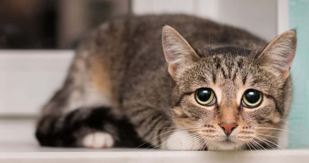 8 тревожных сигналов в поведении кошки