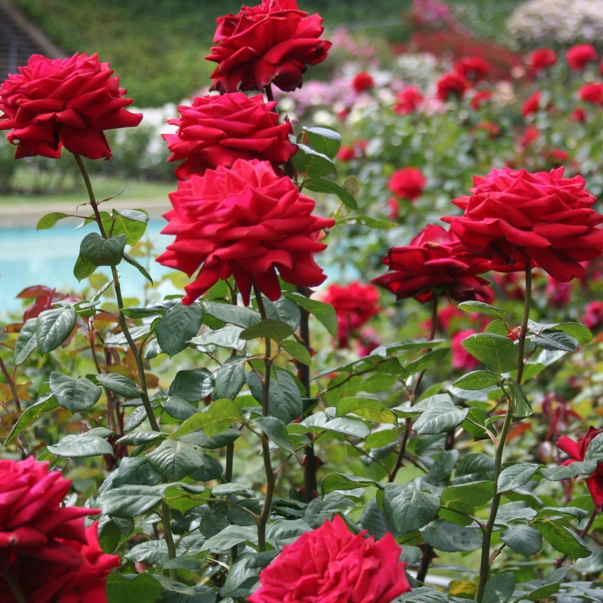 Источник фото: Яндекс Картинки