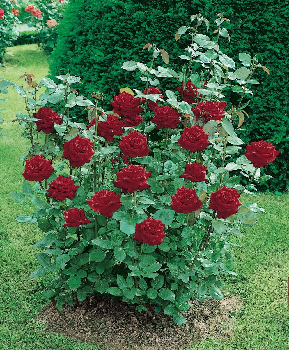 Источник фото: Яндекс Картинки