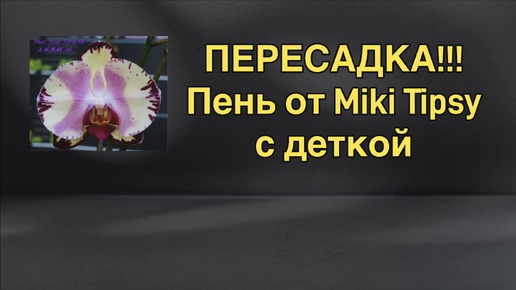 Пересадка пня с деткой: корни детки доходят до грунта и закукливаются. Меняю грунт.