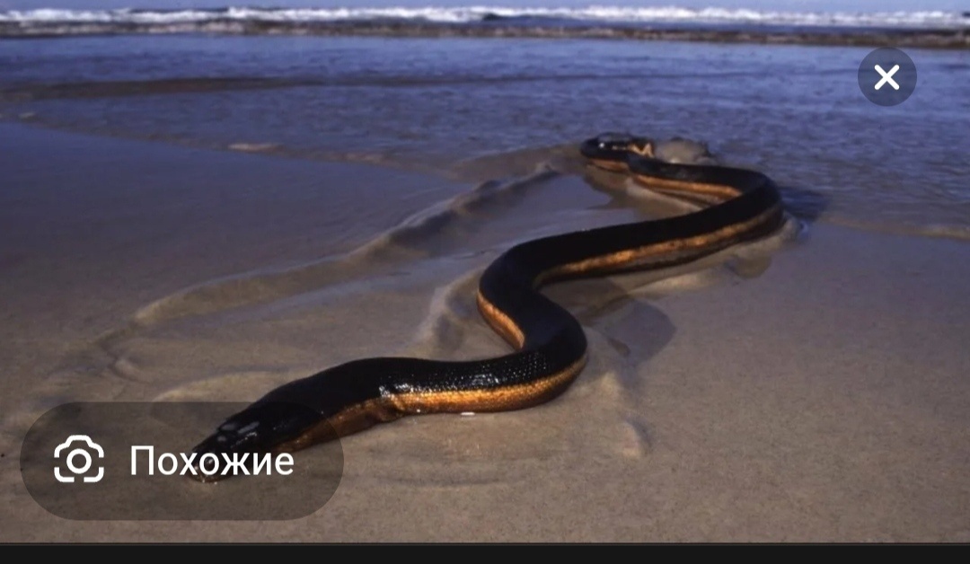 Морской змей.
