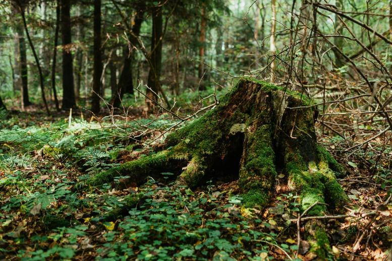 Фото из Интернета