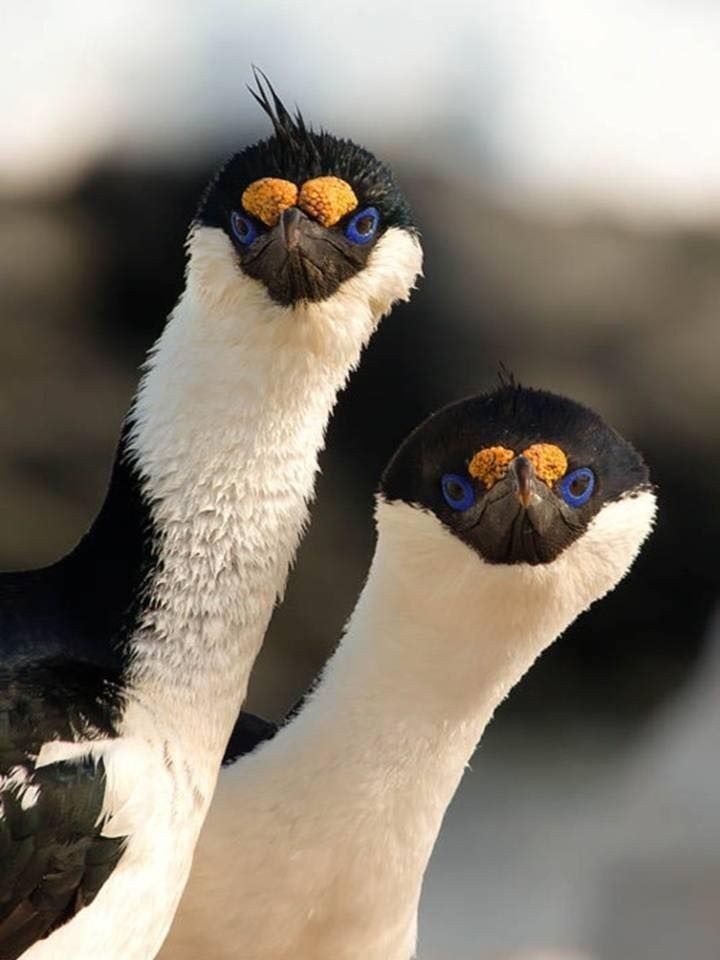 Ты кого там Бакланом назвал?!