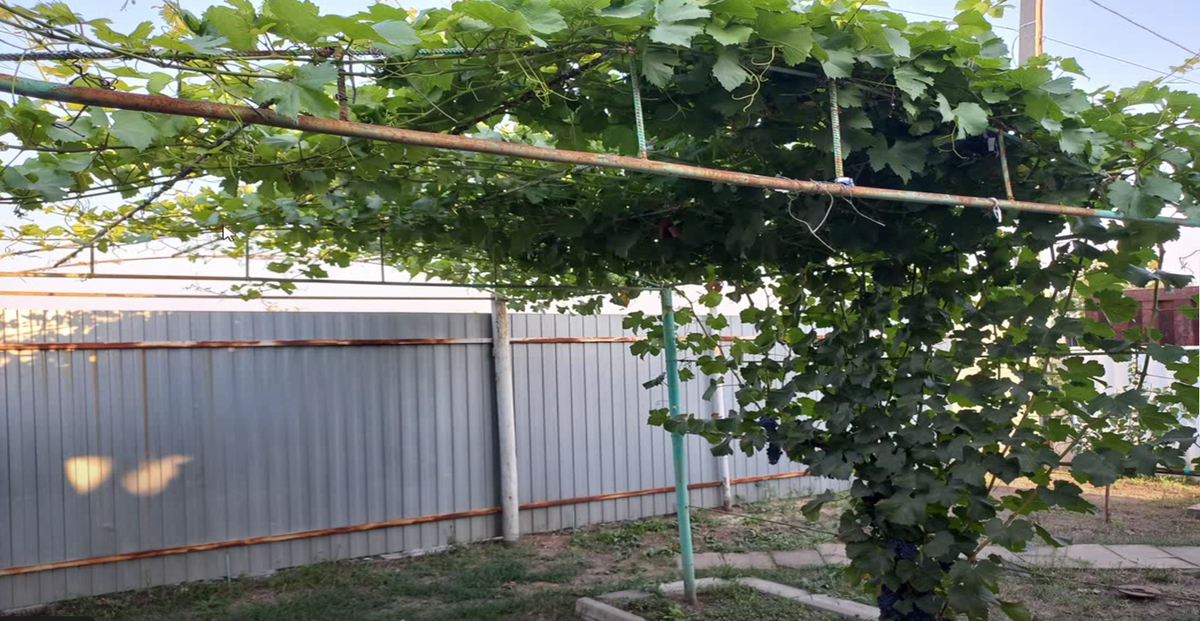 Скриншот с кадра видео Красохиной С.И. 