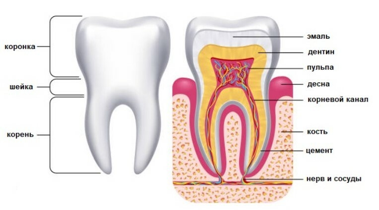 на картинке видим сужение между коронкой. и корнем