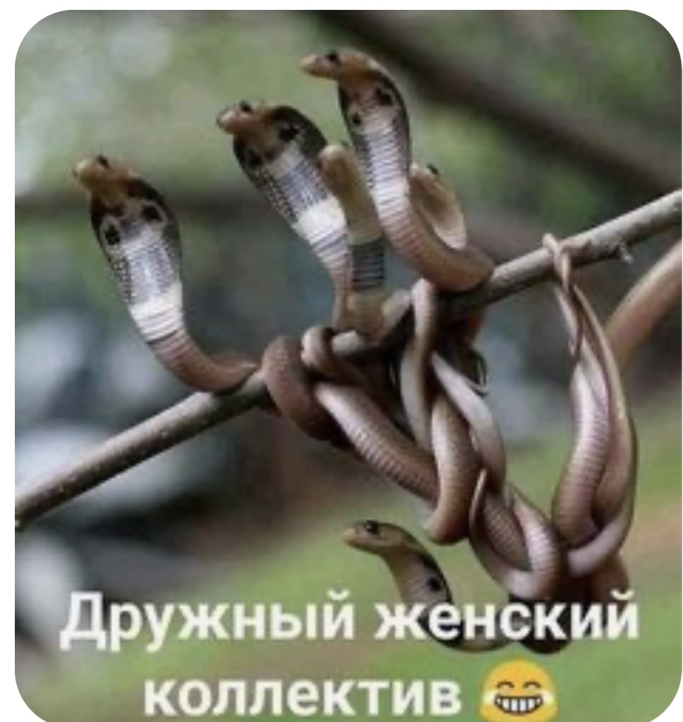 Фото из интернета 