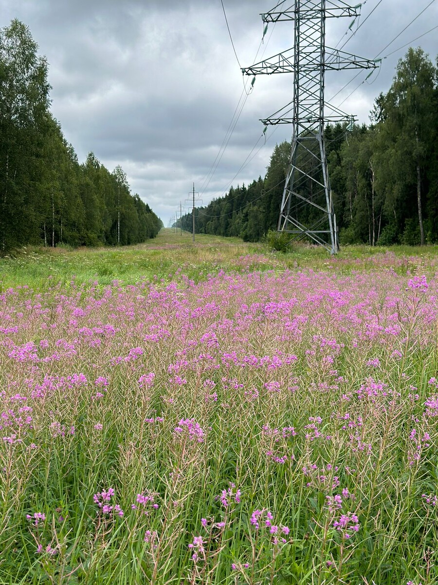 Фото автора.