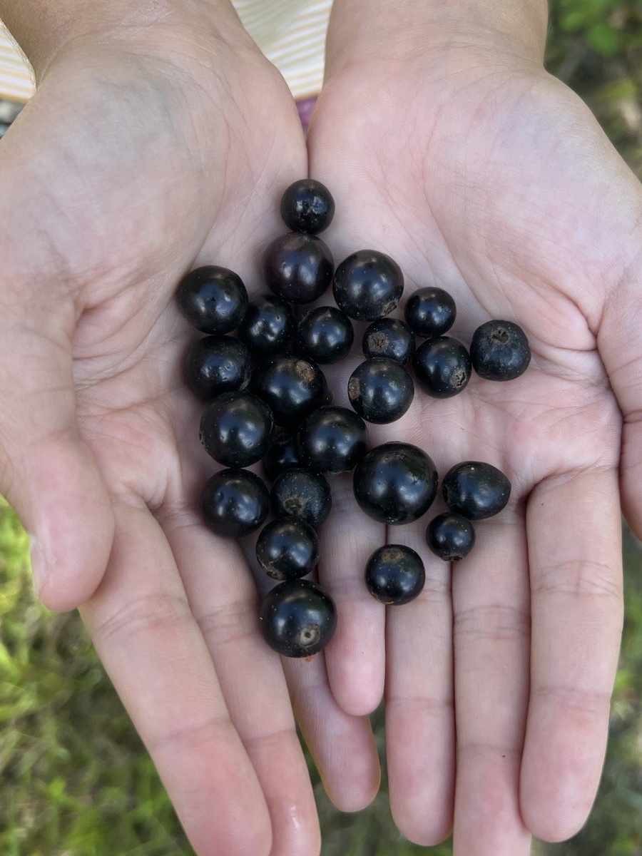 Дачные прелести