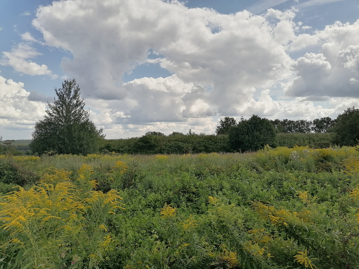 Вал уже ближе и четко очерчен даже в такой высокой траве.