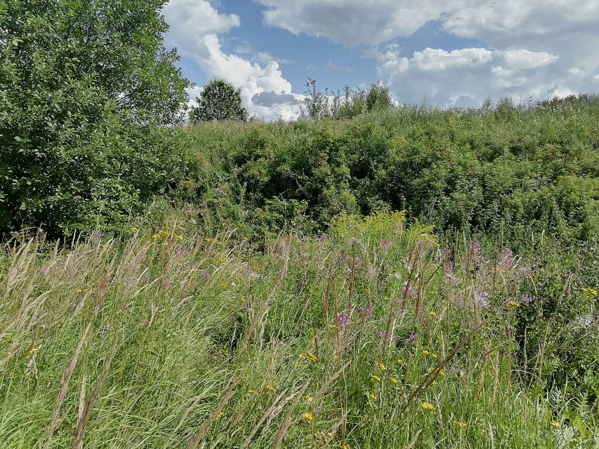 Ров и вал сильно заросли высокой травой. Разность высот дна рва и верхушки вала более 5 м, и вал довольно крутой.