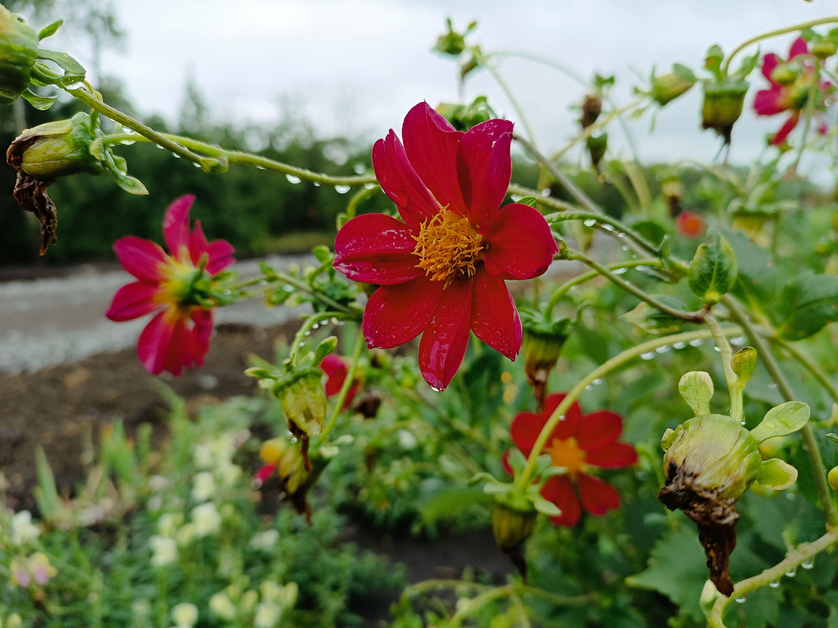 Цветы под дождëм