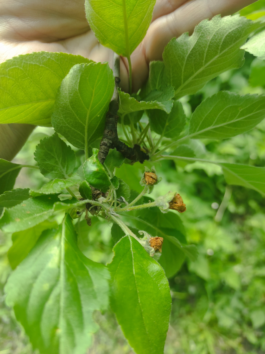 Завязь яблок.