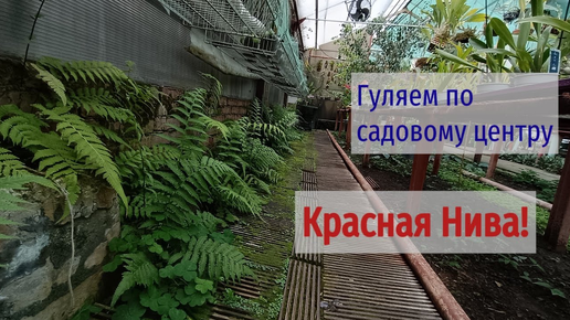 Прогулка по садовому центру! | КРАСНАЯ НИВА | Растения интересующие меня!