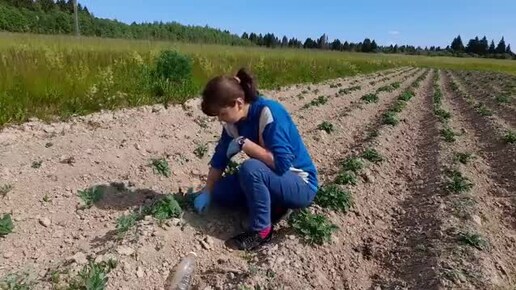 3 Для опалубки почти все готово. Расчищаю картофельное поле от сорняков и жуков.