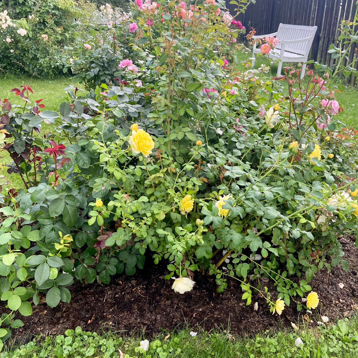 Голодающие