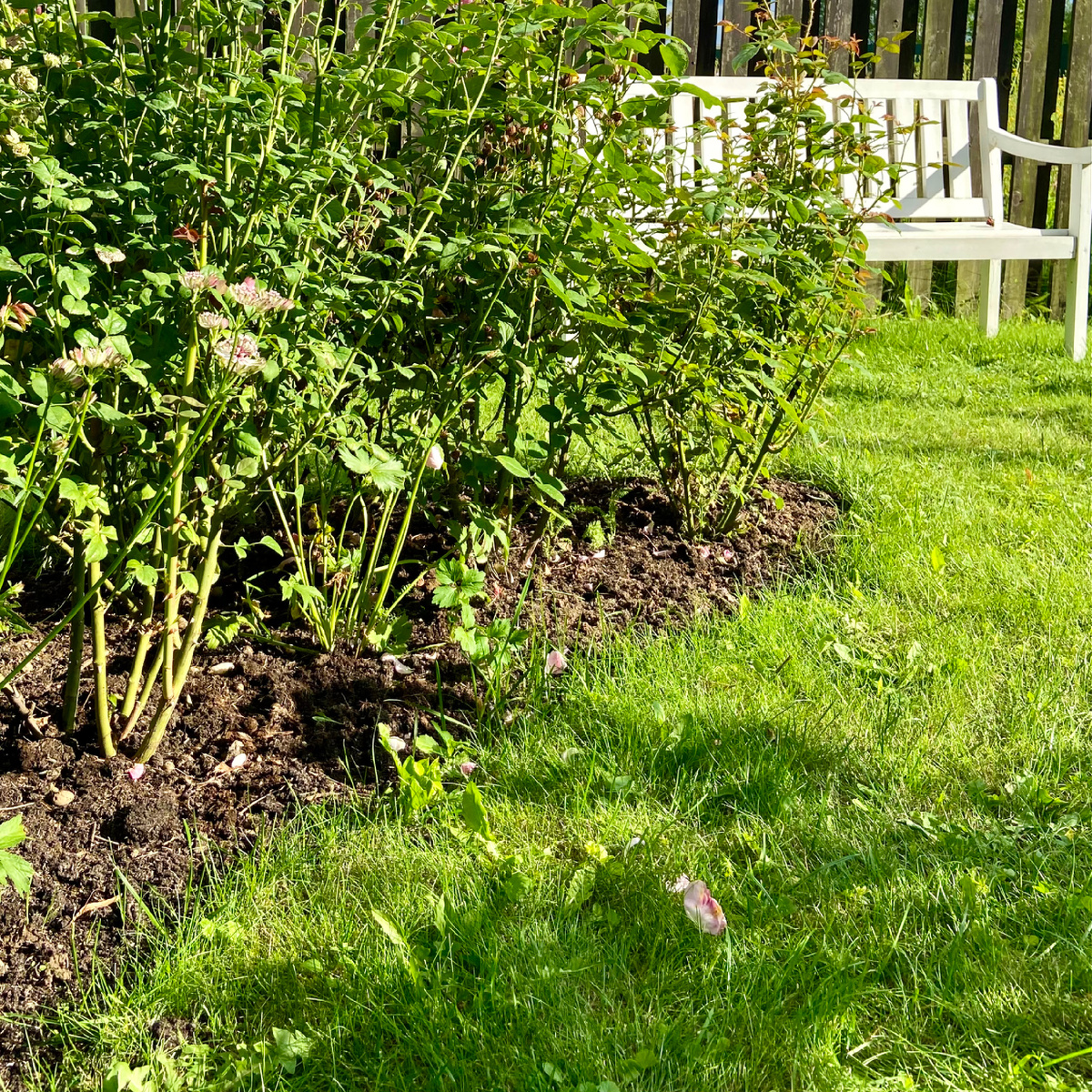 В почве много органики, поэтому пропуск подкормки минеральными удобрениям не сказался на их состоянии