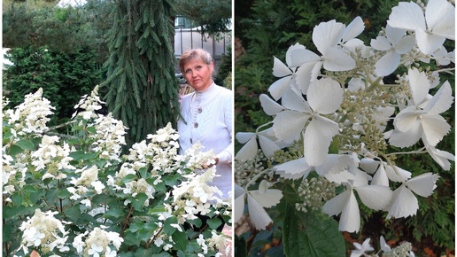 ГОРТЕНЗИЯ МЕТЕЛЬЧАТАЯ WHITE LADY