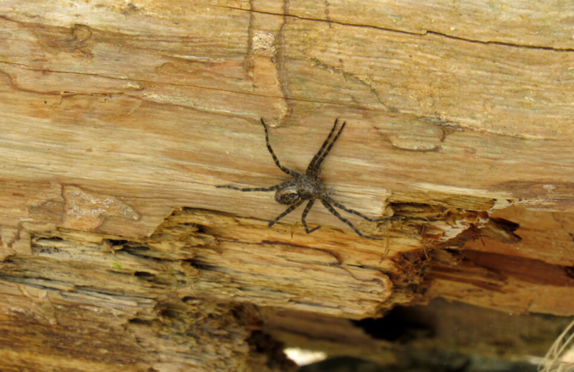 Dolomedes tenebrosus