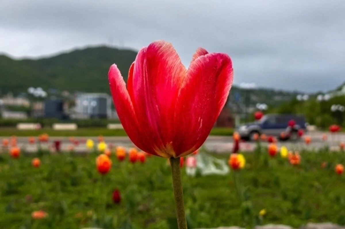    Экспозиция Михаила Набутовского открылась в Петропавловске-Камчатском