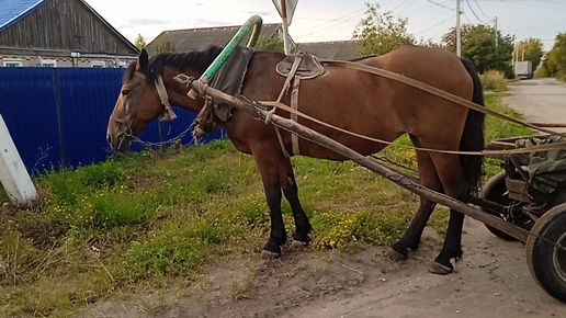 Татарская народная песня 