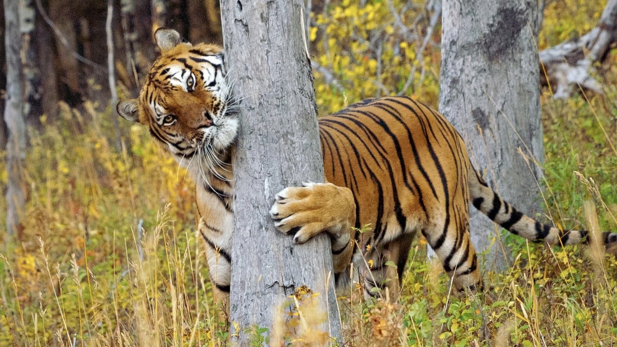 Зачем леопарды и тигры обнимают деревья