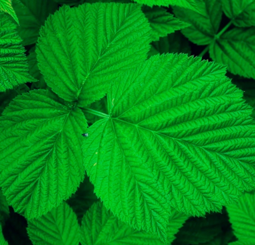 Raspberry leaves. Дернистая малина листья. Малина обыкновенная листья. Дернистая малина. Малина Лесная листья.