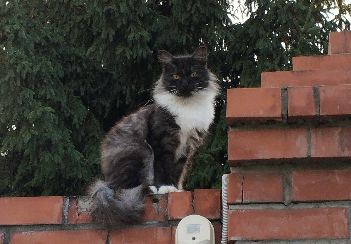 Это мой любимчик. Кот по имени Кот). Сидит на заборе, охраняет периметр).