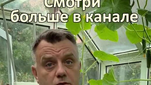Огурцы завязь желтеет и опадает что делать. Завязь для огурцов. Пероноспороз кабачков. Подсыхает лист у огурца. Желтеют завязи огурцов.