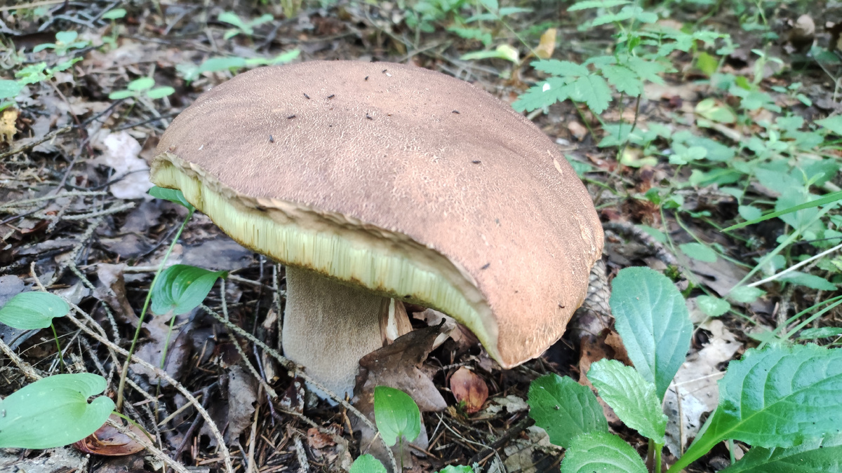 Первый встреченный белый.