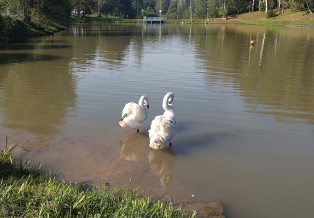 © Фото - МБУ ПКиО «Парк-Кольцово».📷
