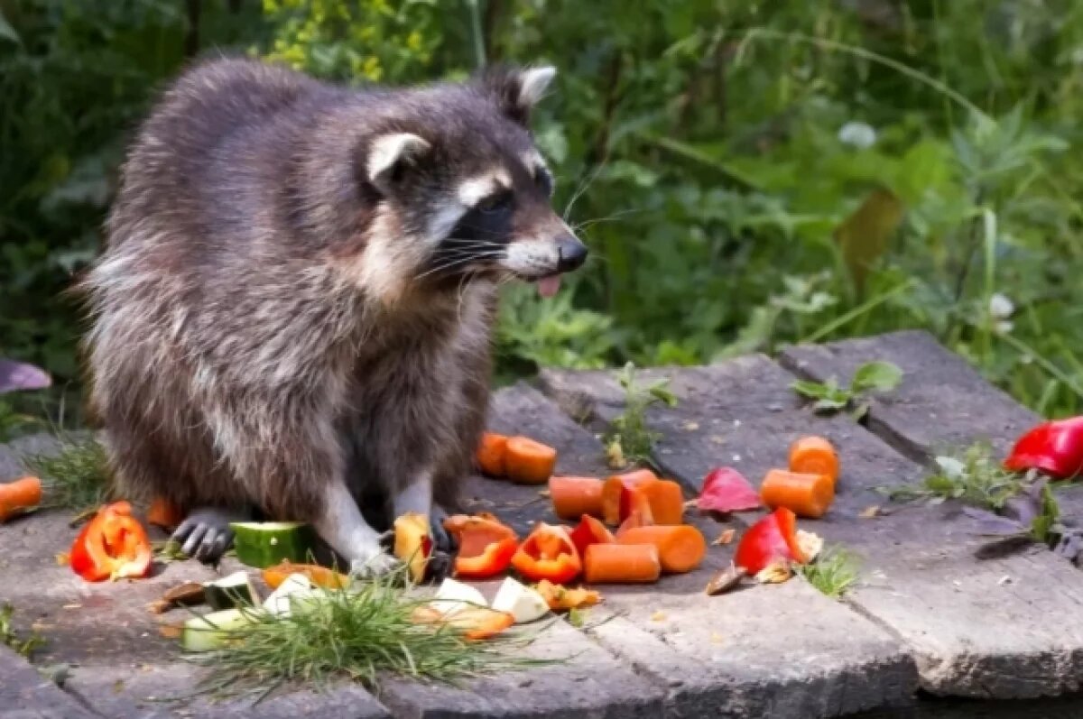    «Добрый урожай»: в Хабаровске стартовала акция помощи зоосаду «Приамурский»