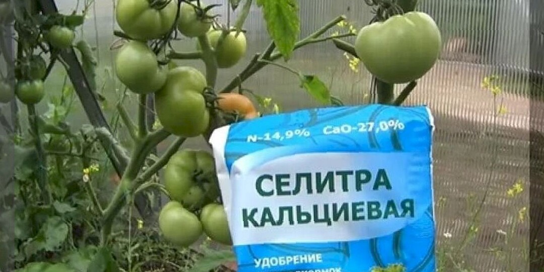 10 фактов о вершинной гнили: что надо знать огороднику чтобы никогда не встретится с вершинной гнилью на томатах