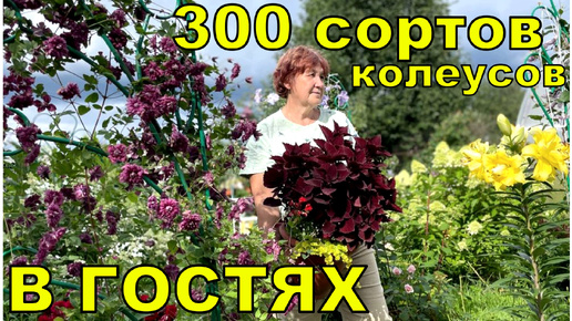 Не потеряйте меня! 300 сортов колеусов это не предел. В гостях у #Запискицветовода