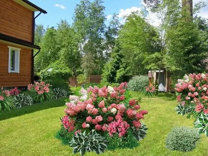 Самый простой ландшафтный дизайн: 5 лучших растений для начинающего садовода